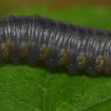 Attēlu rezultāti vaicājumam “Tenthredo mandibularis larva”