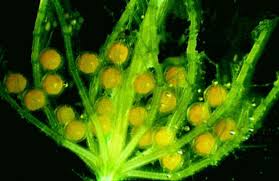 Attēlu rezultāti vaicājumam “Chara filiformis”