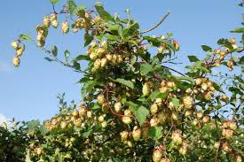 Attēlu rezultāti vaicājumam “Humulus lupulus fruit”