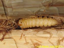 Attēlu rezultāti vaicājumam “Saperda carcharias”