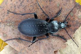 Attēlu rezultāti vaicājumam “Carabus hortensis”