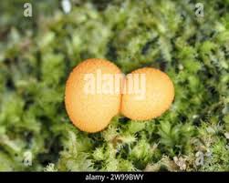 Attēlu rezultāti vaicājumam “Lycogala sp.”