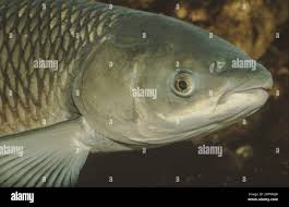 Image result for Ctenopharyngodon idella