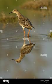 Attēlu rezultāti vaicājumam “Philomachus pugnax adult”