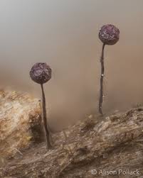 Attēlu rezultāti vaicājumam “Cribraria violacea”