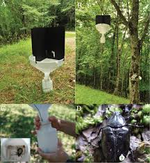 Attēlu rezultāti vaicājumam “Osmoderma barnabita imago”