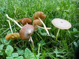 Attēlu rezultāti vaicājumam “Bolbitius vitellinus”