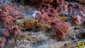 Attēlu rezultāti vaicājumam “Arcyria incarnata”