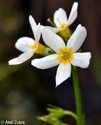 Attēlu rezultāti vaicājumam “Hottonia palustris flower”