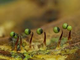 Attēlu rezultāti vaicājumam “Physarum leucophaeum macro”