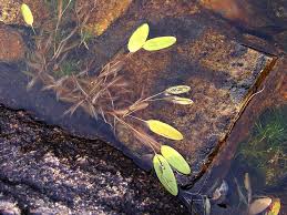 Attēlu rezultāti vaicājumam “Potamogeton compressus leaf”