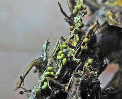 Attēlu rezultāti vaicājumam “Physarum luteolum”