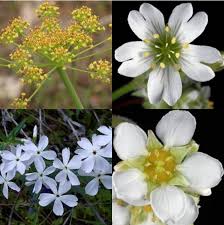 Attēlu rezultāti vaicājumam “Polemoniaceae”