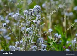 Attēlu rezultāti vaicājumam “Myosotis ramosissima flower”