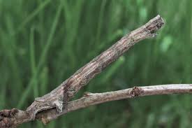 Attēlu rezultāti vaicājumam “Crocallis elinguaria larva”