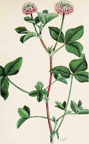 Attēlu rezultāti vaicājumam “Trifolium hybridum flower”