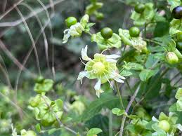 Attēlu rezultāti vaicājumam “Silene baccifera”