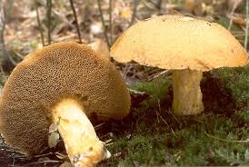 Attēlu rezultāti vaicājumam “Suillus variegatus”
