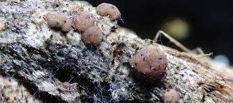 Attēlu rezultāti vaicājumam “Bacidia rubella”