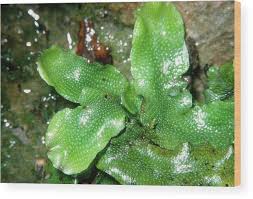 Attēlu rezultāti vaicājumam “Conocephalum”