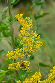 Attēlu rezultāti vaicājumam “Galium verum leaf”