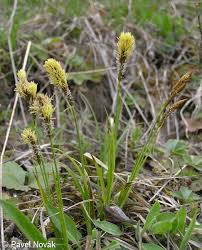 Attēlu rezultāti vaicājumam “Carex caryophyllea flower”