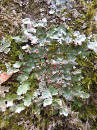 Attēlu rezultāti vaicājumam “Lobaria amplissima”