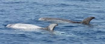 Image result for Grampus griseus