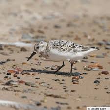 Attēlu rezultāti vaicājumam “Calidris alba adult”