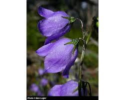 Image result for Campanula affinis
