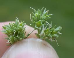 Attēlu rezultāti vaicājumam “Scleranthus annuus flower”