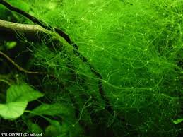 Attēlu rezultāti vaicājumam “Nitella flexilis”