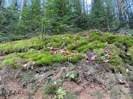 Attēlu rezultāti vaicājumam “Dicranum majus”