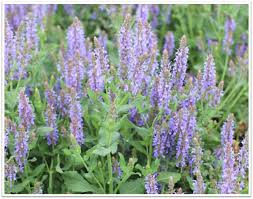 Image result for Salvia nemorosa