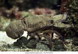 Image result for Scyllarides latus