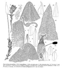 Attēlu rezultāti vaicājumam “Bryoerythrophyllum recurvirostrum”