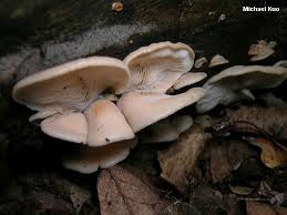 Attēlu rezultāti vaicājumam “Lentinellus ursinus”