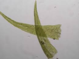 Attēlu rezultāti vaicājumam “Dicranella varia”