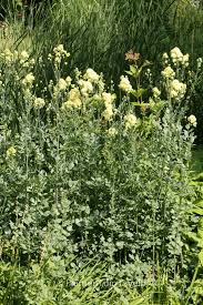 Attēlu rezultāti vaicājumam “Thalictrum flavum”