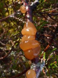 Attēlu rezultāti vaicājumam “Exidia repanda”