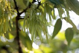 Attēlu rezultāti vaicājumam “Fraxinus pennsylvanica fruit”