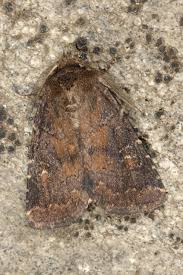 Attēlu rezultāti vaicājumam “Rusina ferruginea male”