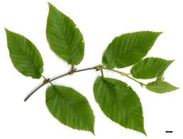 Attēlu rezultāti vaicājumam “Betula alleghaniensis”