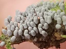 Attēlu rezultāti vaicājumam “Arcyria, Heterotrichia sp.”