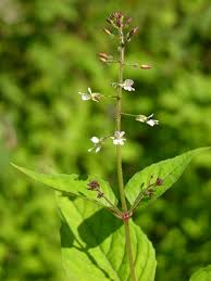 Attēlu rezultāti vaicājumam “Circaea lutetiana”