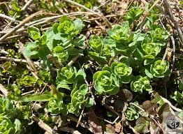 Attēlu rezultāti vaicājumam “Hylotelephium telephium bud”