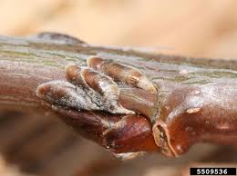 Attēlu rezultāti vaicājumam “Lepidosaphes ulmi”