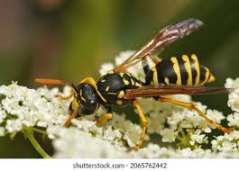 Attēlu rezultāti vaicājumam “Vespidae”