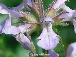 Attēlu rezultāti vaicājumam “Stachys palustris leaf”