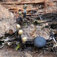 Attēlu rezultāti vaicājumam “Holwaya mucida”